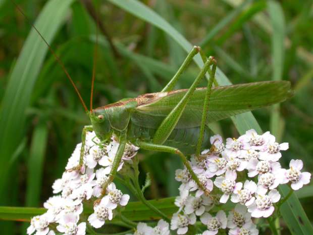 Grote groene sabelsprinkhaan