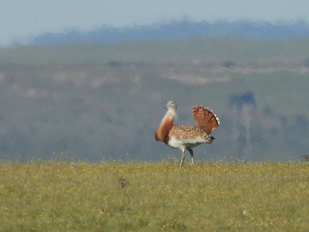 Roots reis naar het vogelrijke Extremadura