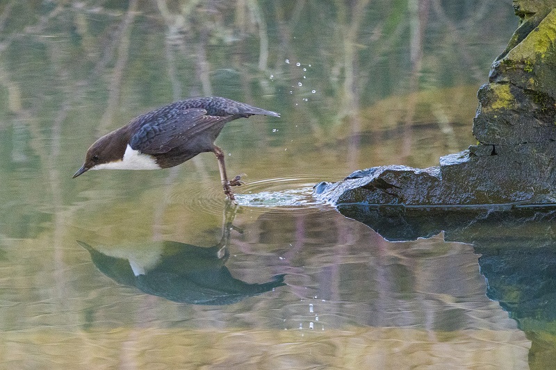 Waterspreeuw