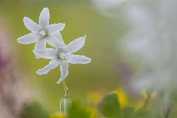 Fleurige stinzenplanten