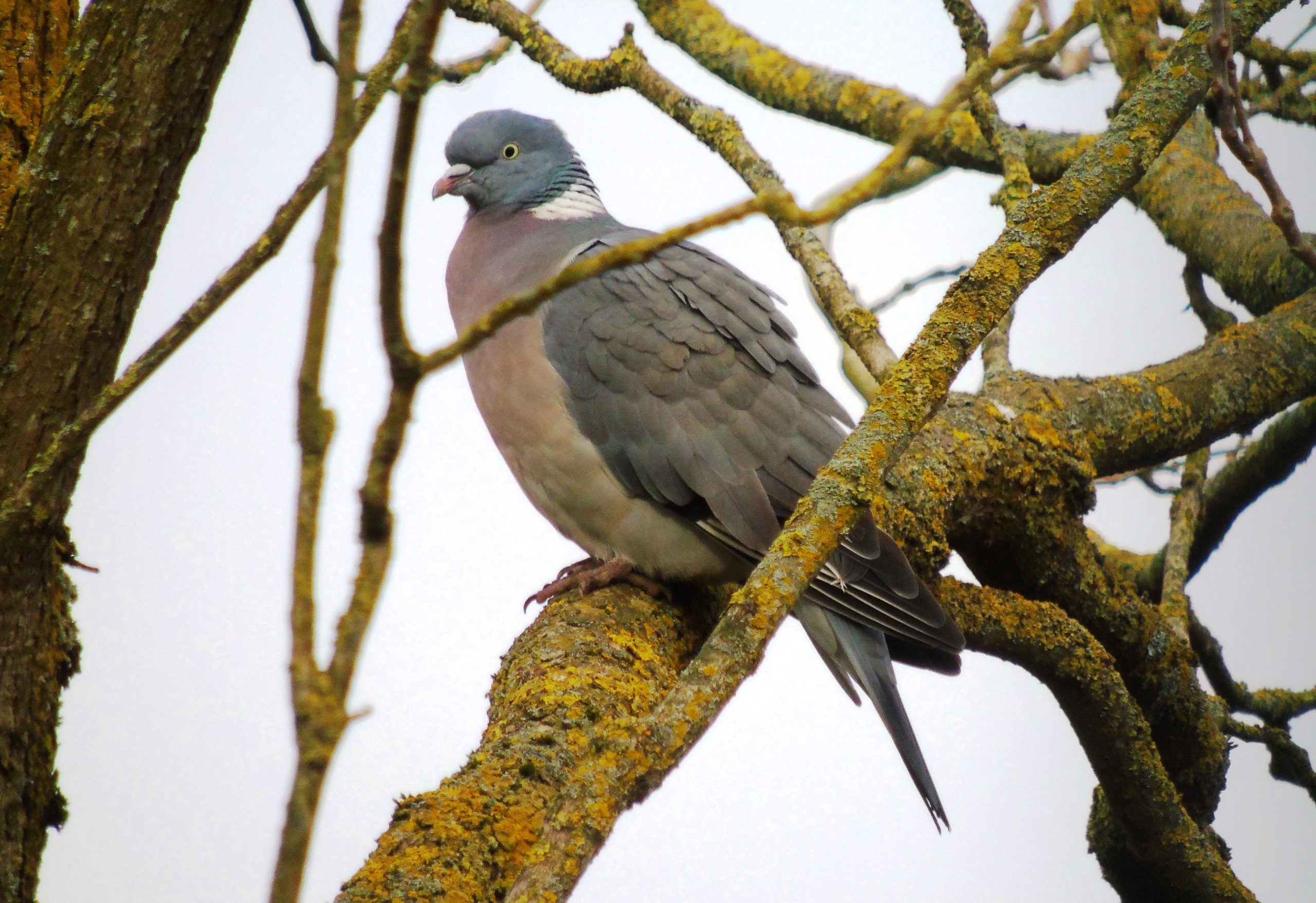 De 10 meest voorkomende vogels in Nederland