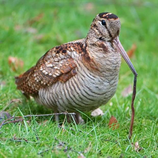 Je Maakt Nu Kans Op Een Houtsnip In De Tuin Of Zelfs Op Je Balkon Je Maakt Nu Kans Op Een Houtsnip In De Tuin Of Zelfs Op Je Balkon