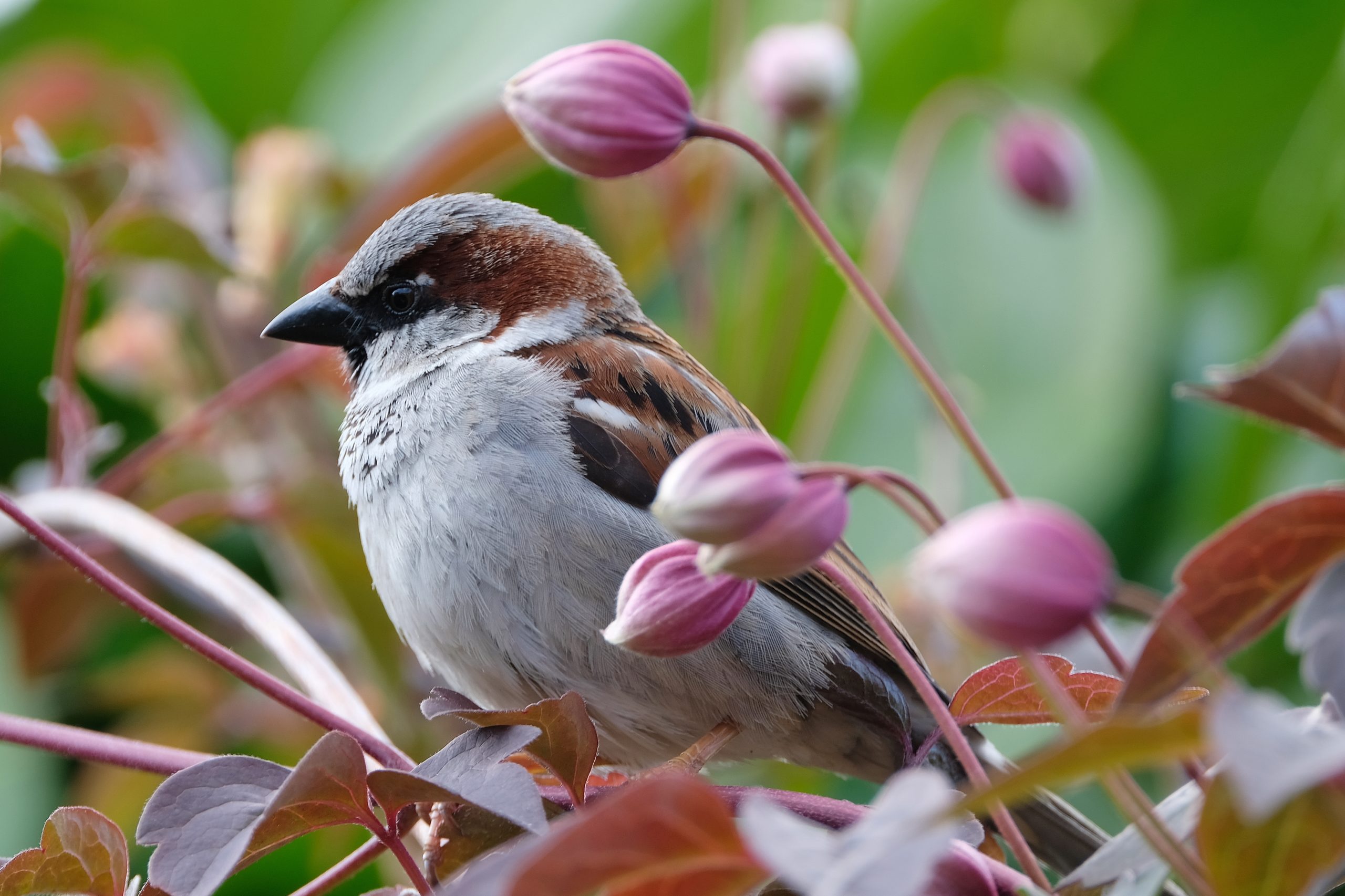 De 10 meest voorkomende vogels in Nederland