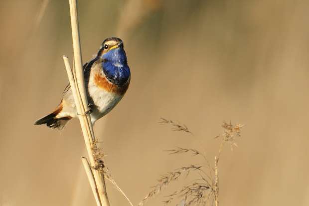 Op zoek naar de blauwborst