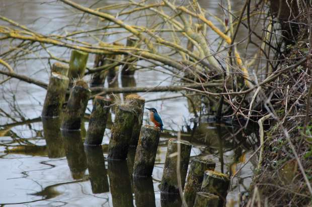 ijsvogel bij het water