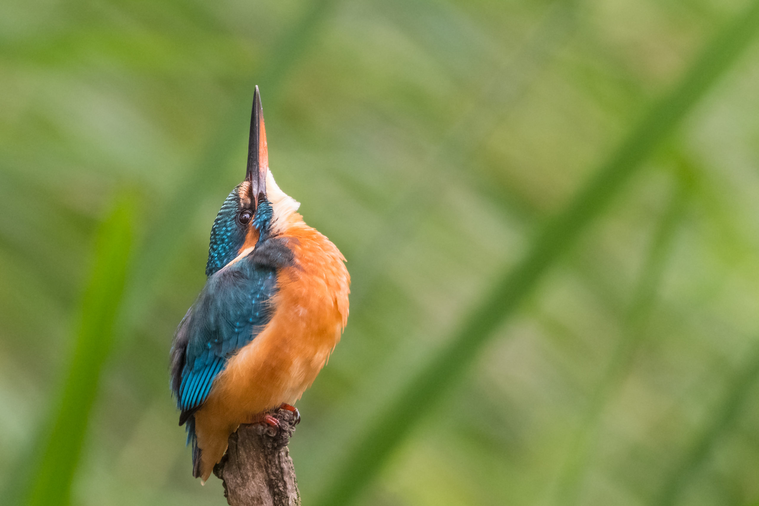 IJsvogel-Joekel-van-een-snavel-Alwin-Hardenbol