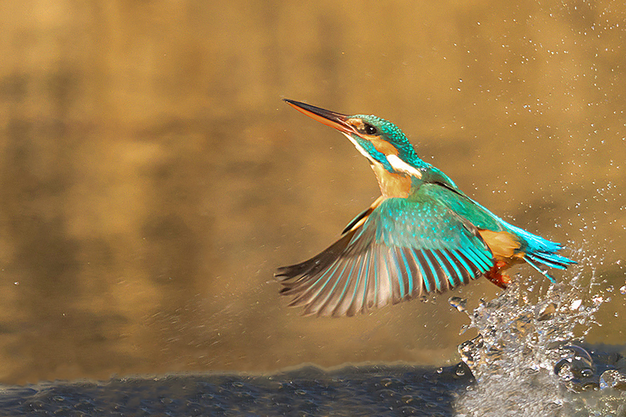 2020 wordt het jaar van de ijsvogel