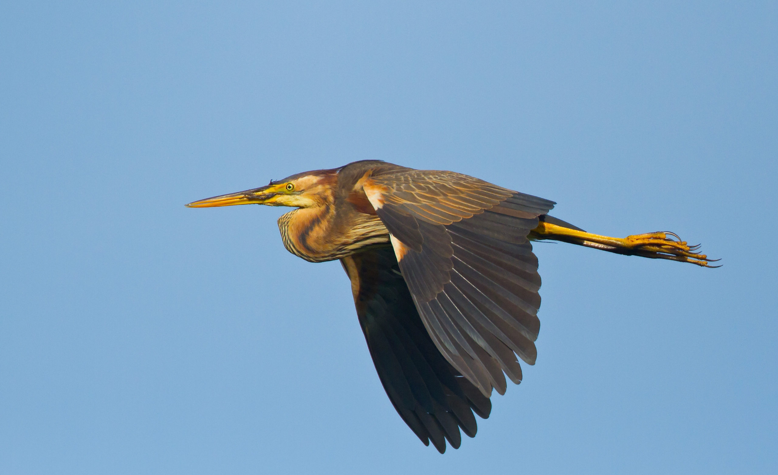 Rode lijst van Nederlandse broedvogels