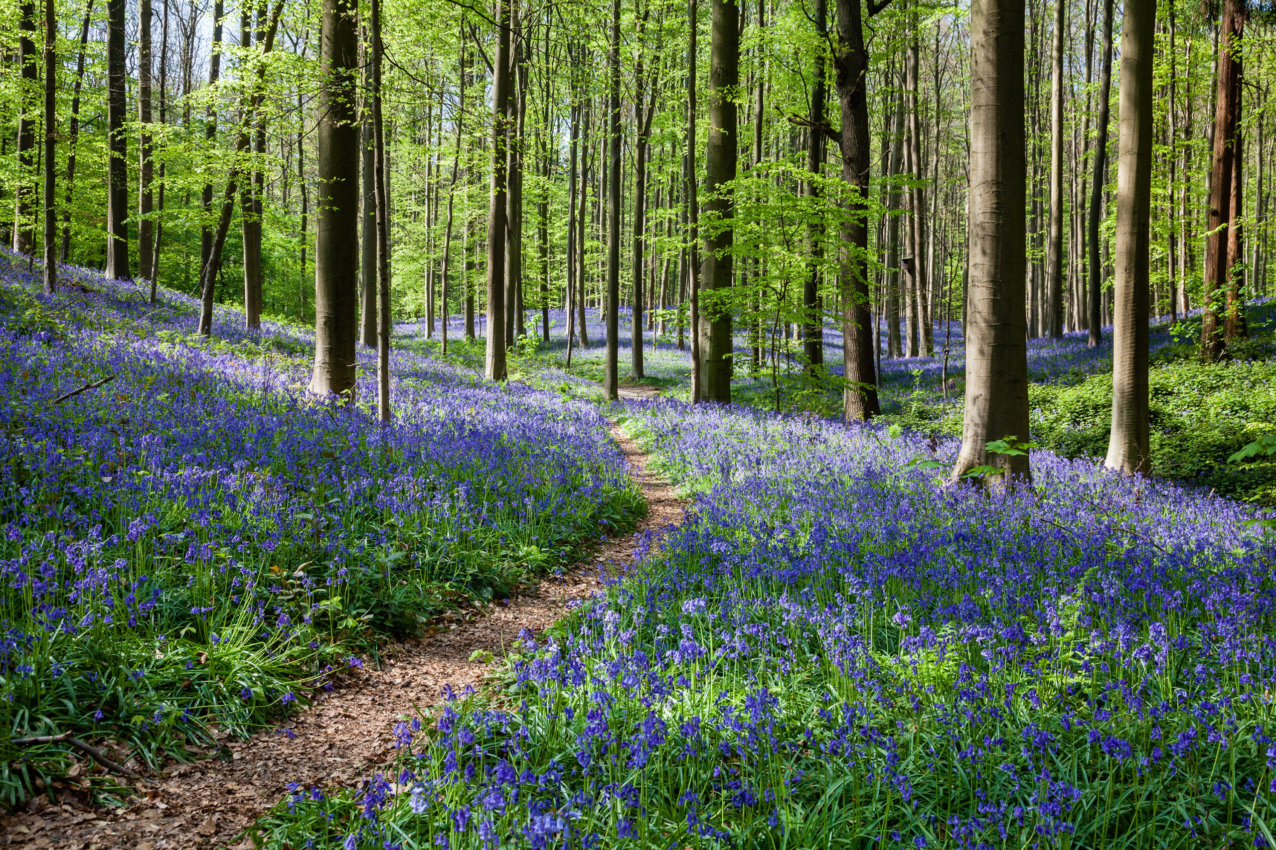 Hallerbos