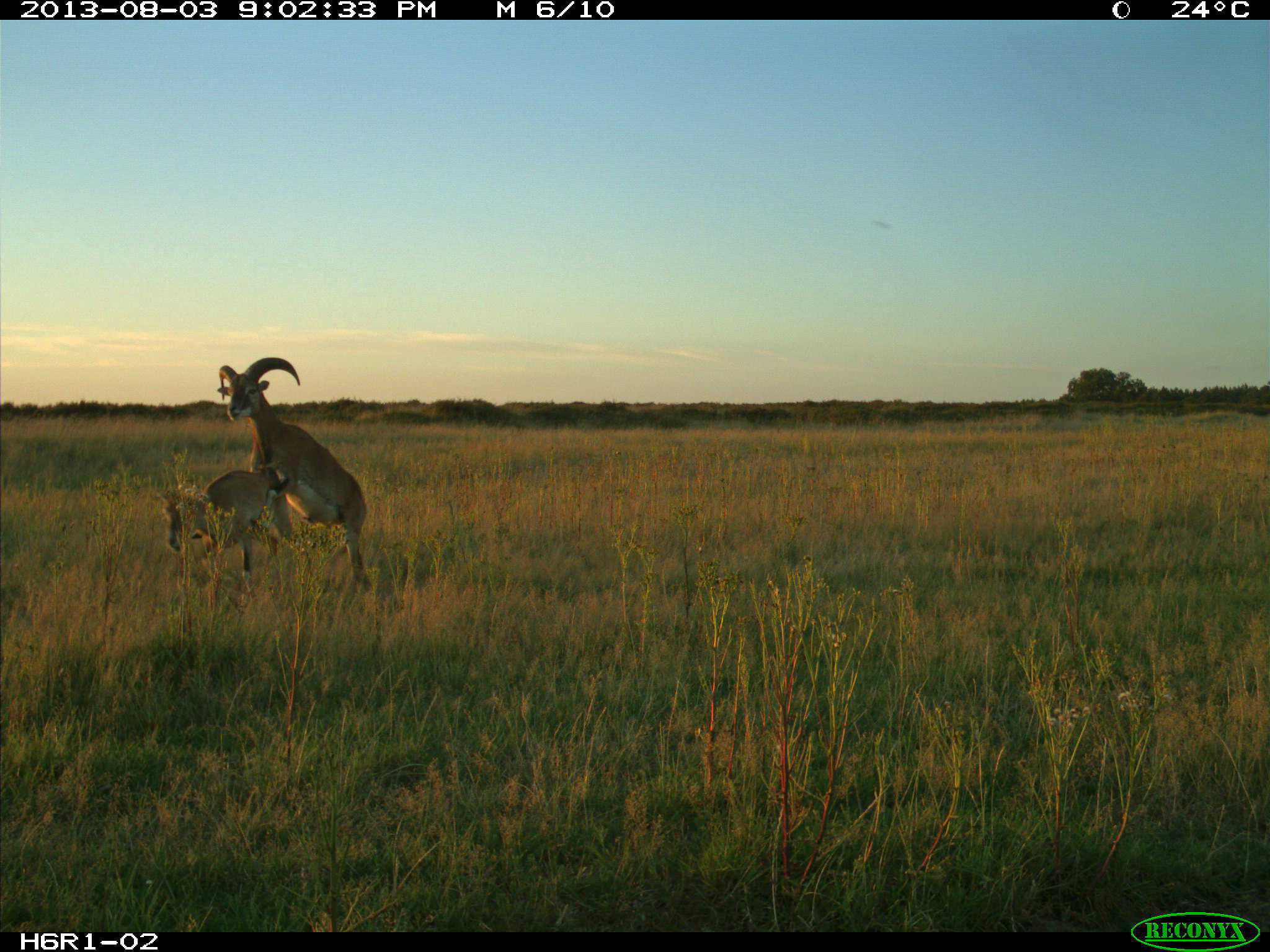 snapshot hoge veluwe