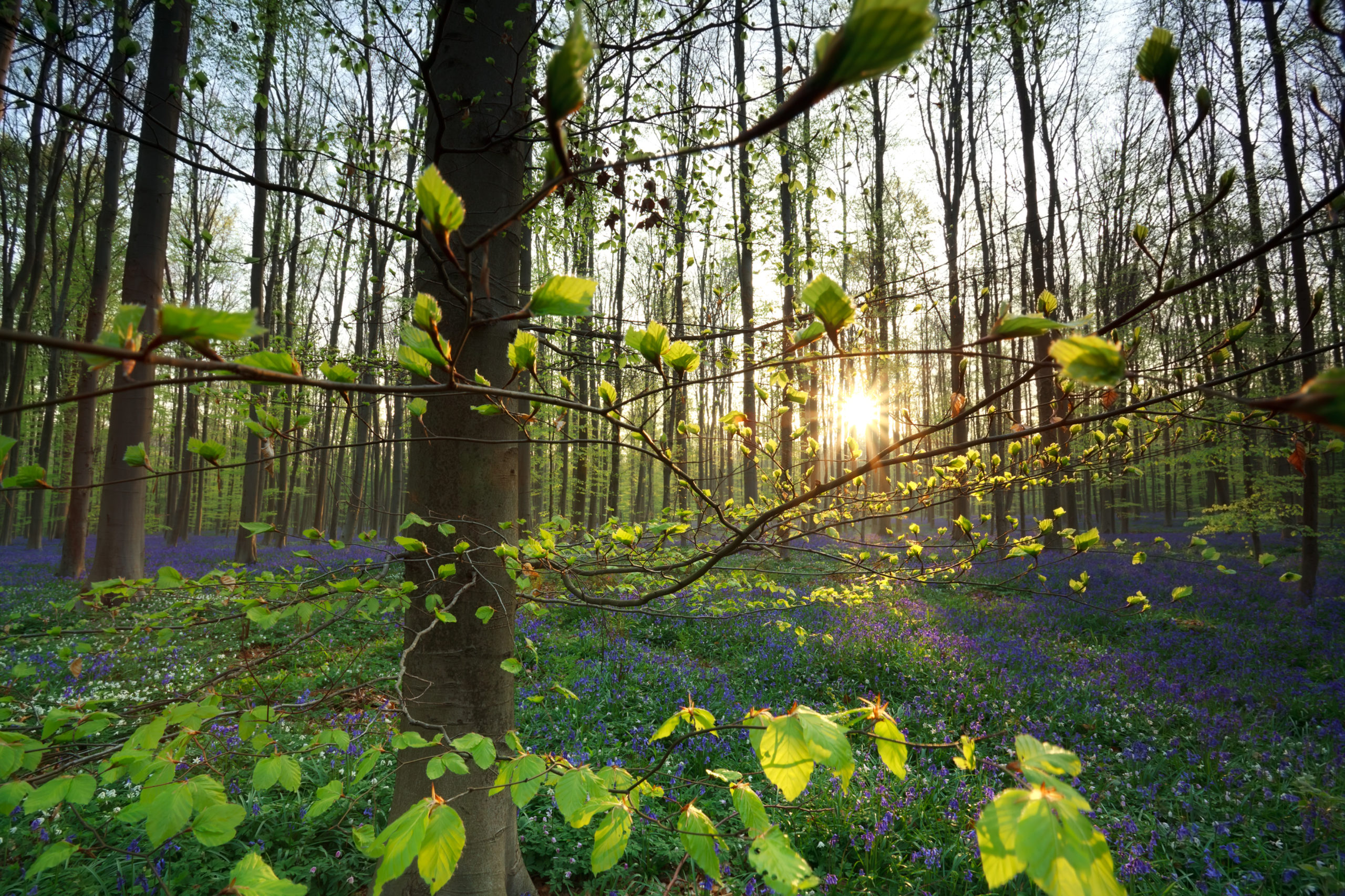 Hallerbos