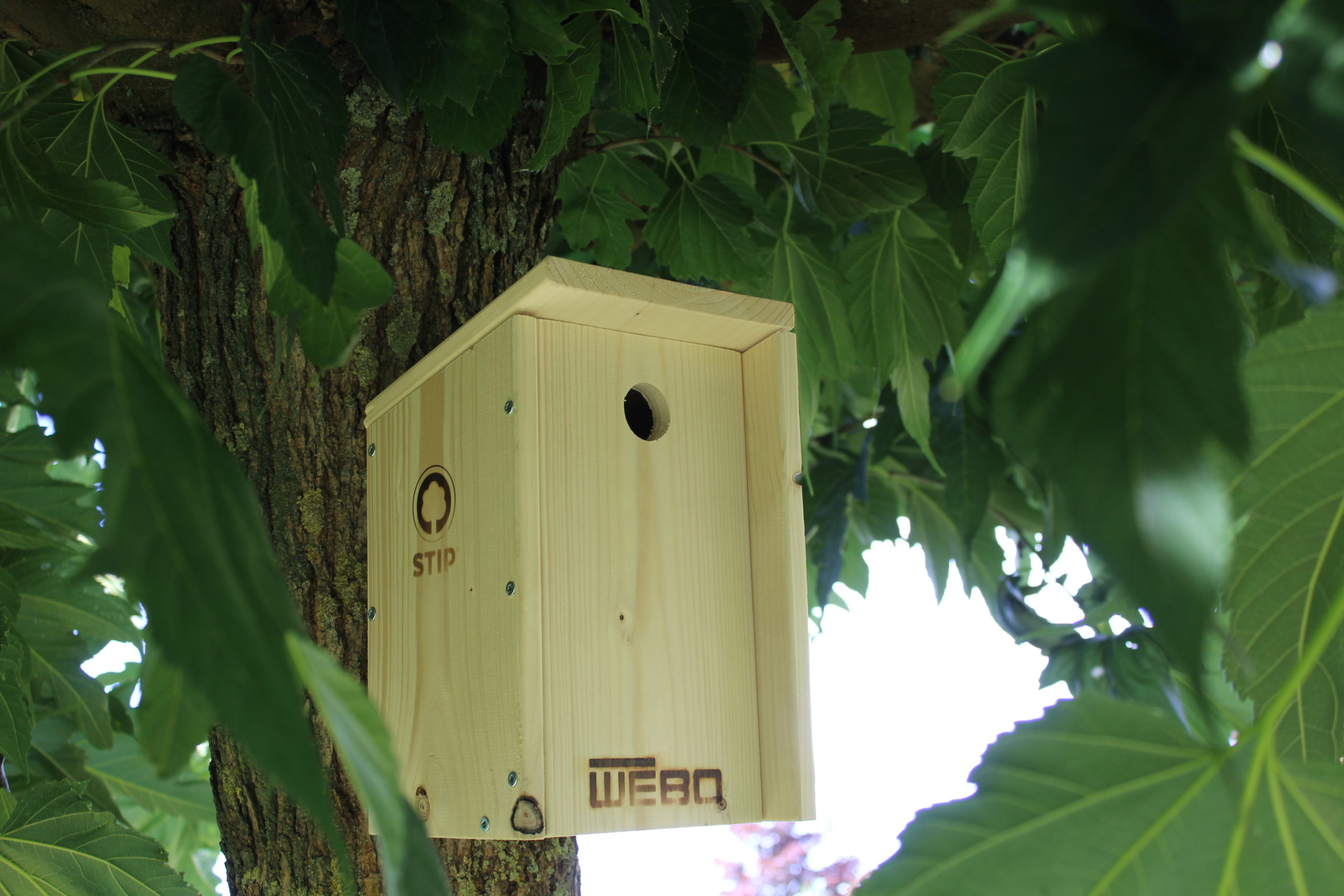 vogelhuisjes in strijd tegen eikenprocessierups