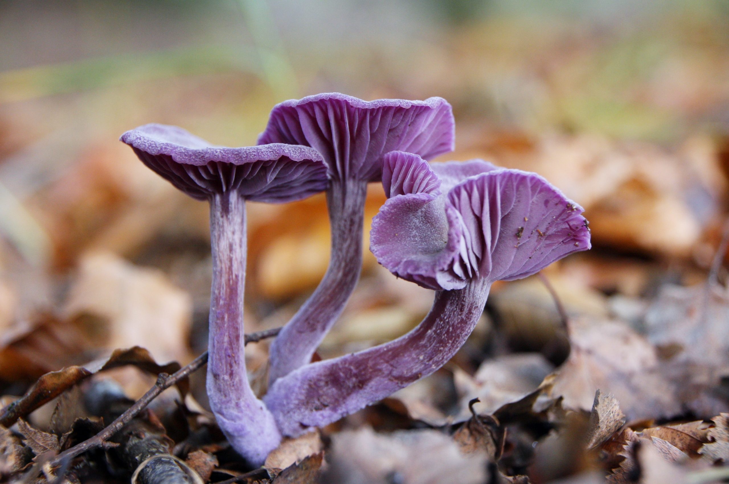 Paddenstoelen - rodekoolzwam