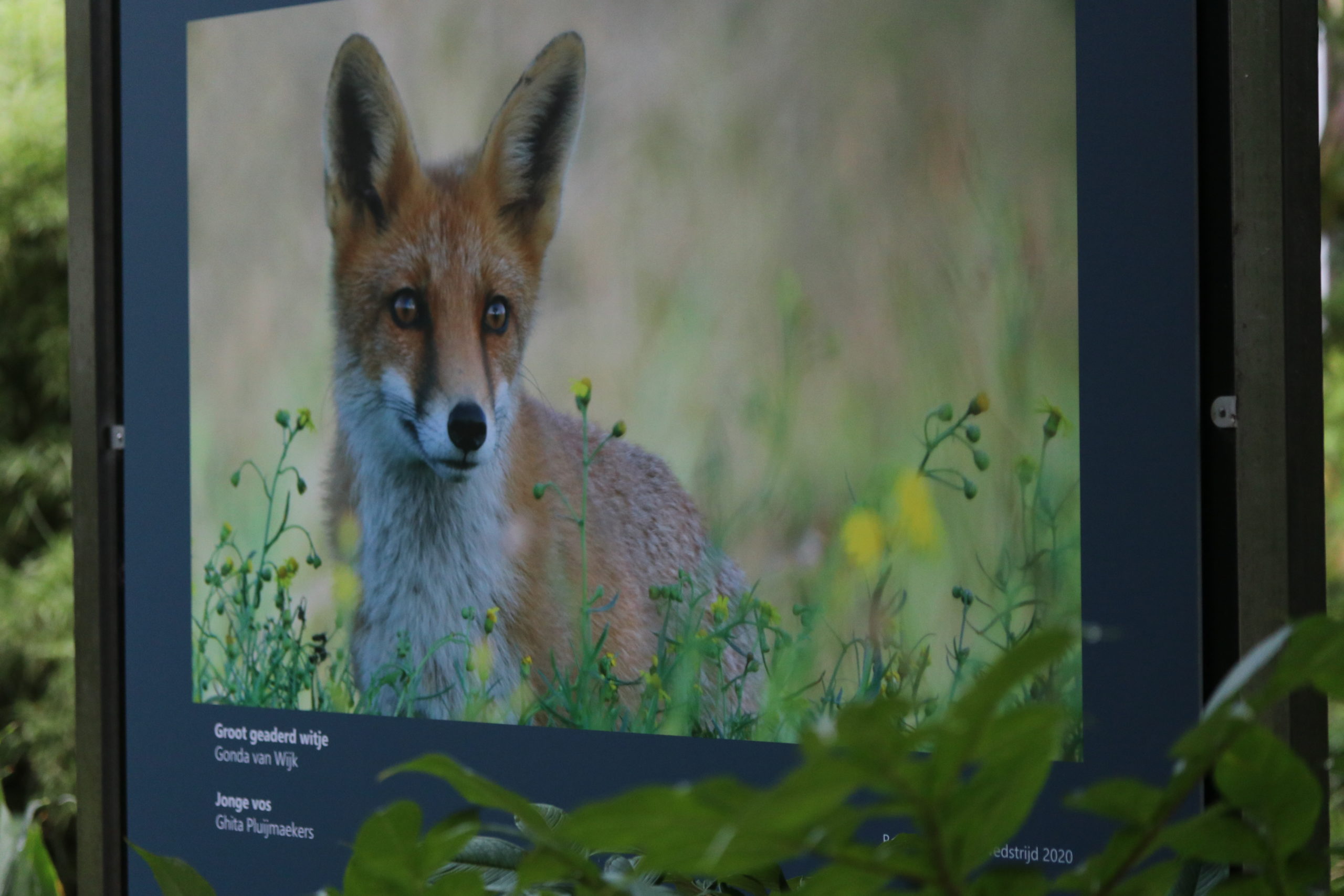 winnaars van de Roots Natuurfotowedstrijd 2020