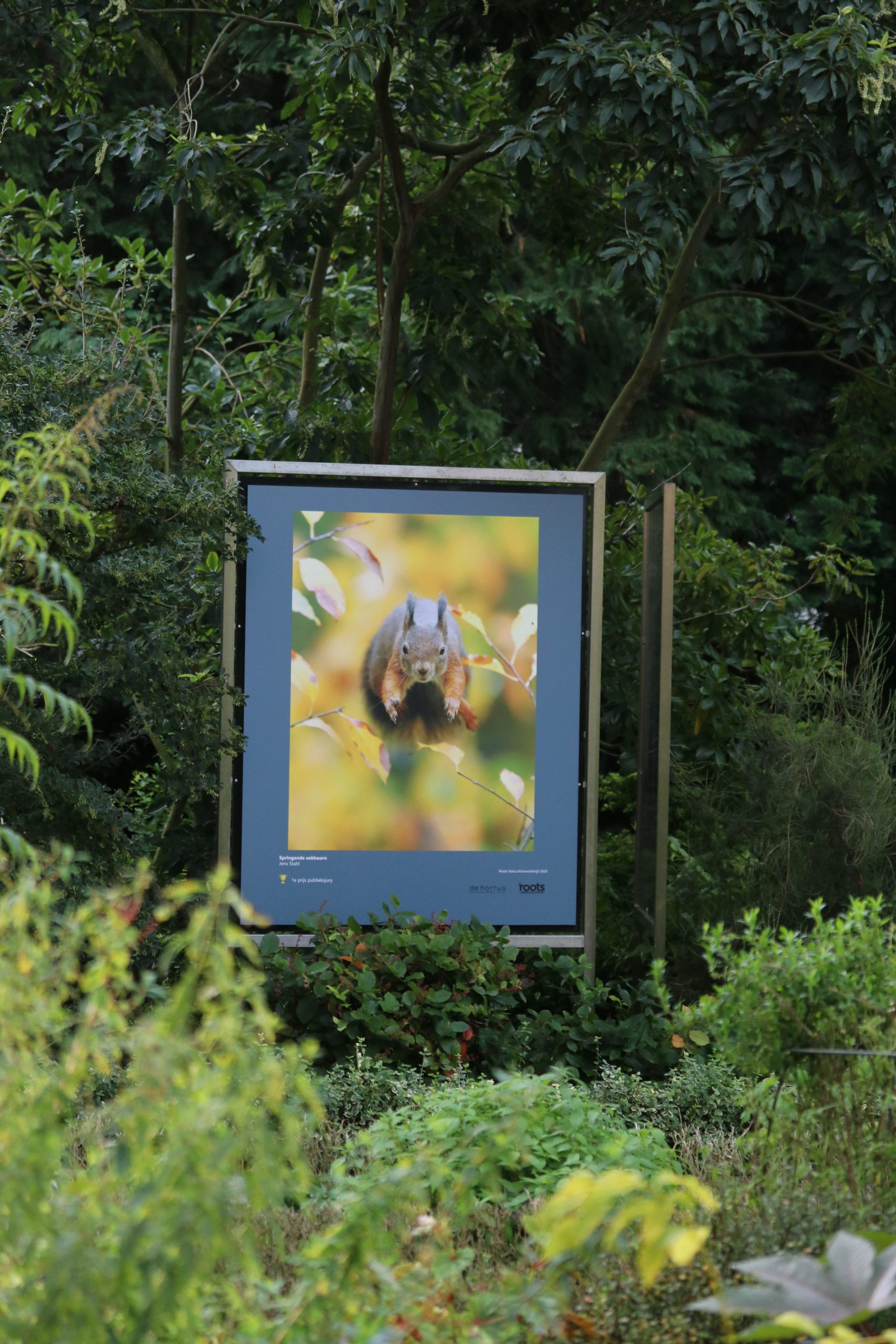 winnaars van de Roots Natuurfotowedstrijd 2020