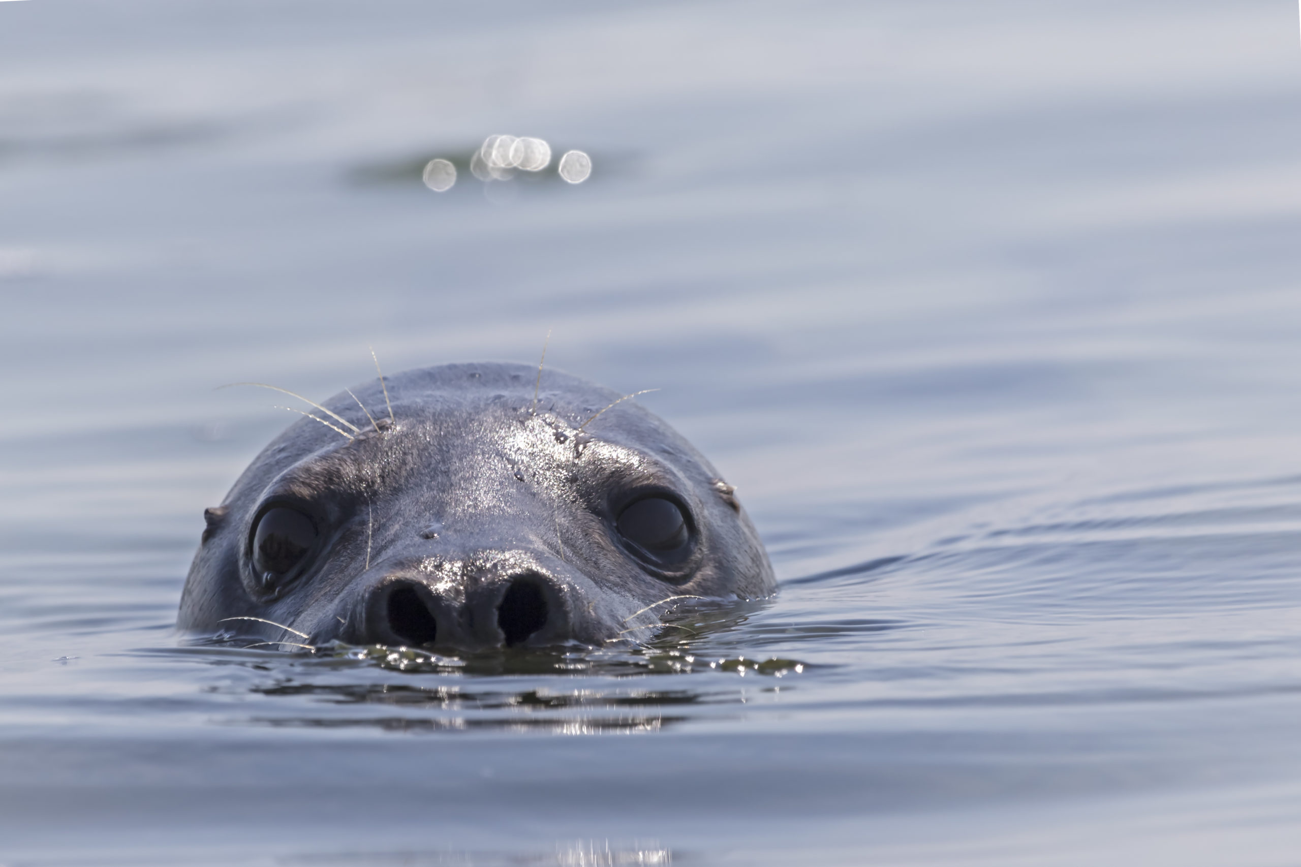 zeehond