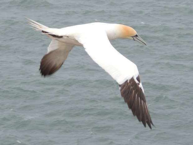 Vogelrijk Roots-weekend naar Texel