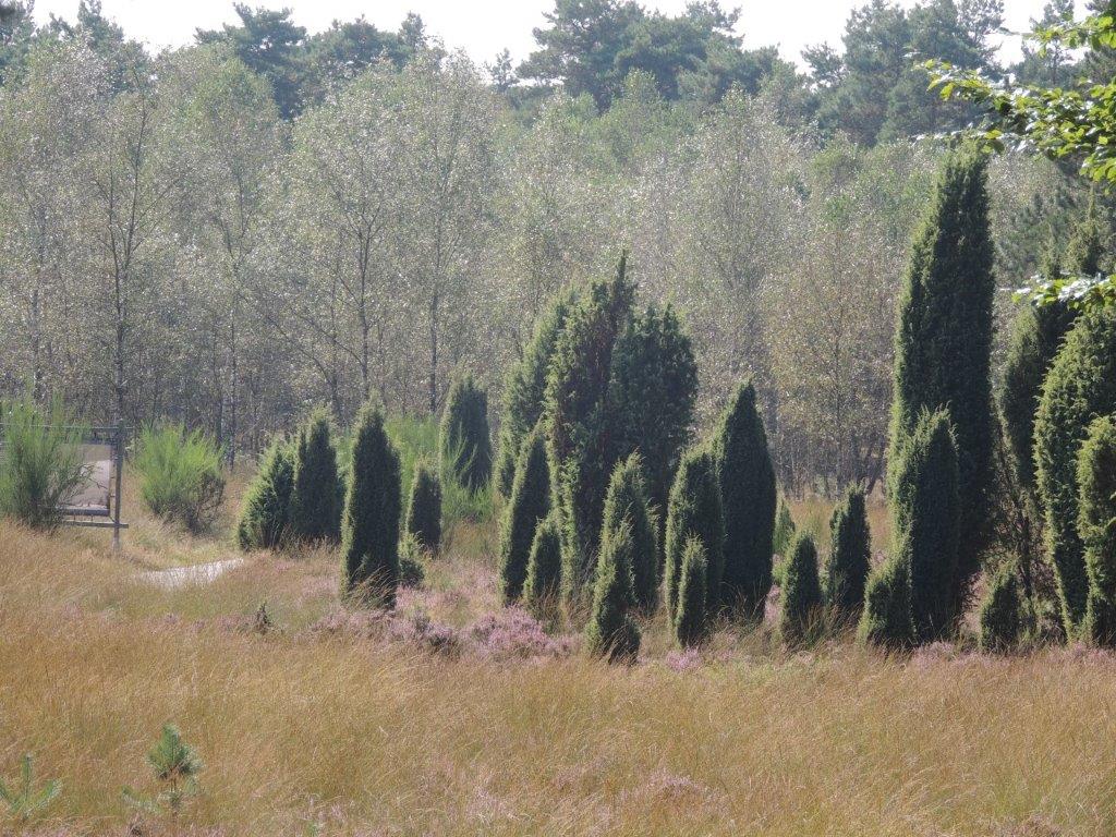 Jeneverbessen in de Landschappentuin