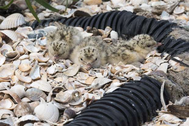 Unieke vogelrots bij Den Helder