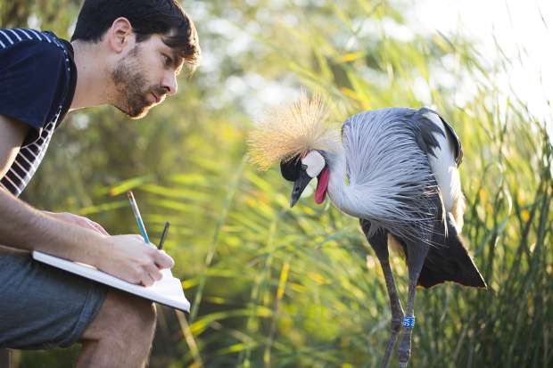 Treinrit door de vogelrijke Biesbosch