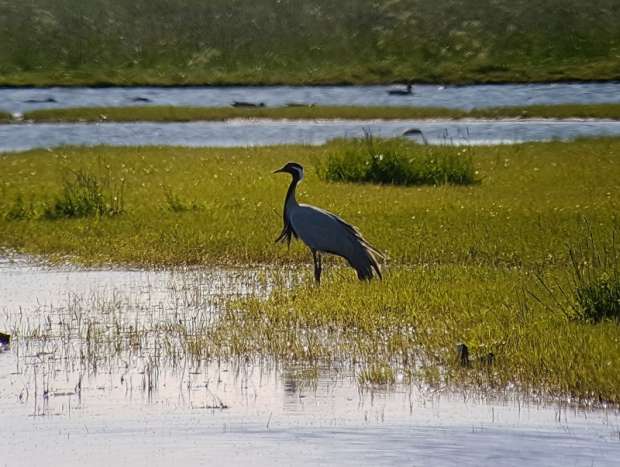 Jufferkraan probleemvogel voor vogelaars