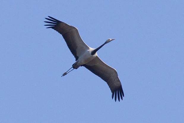 Jufferkraan probleemvogel voor vogelaars