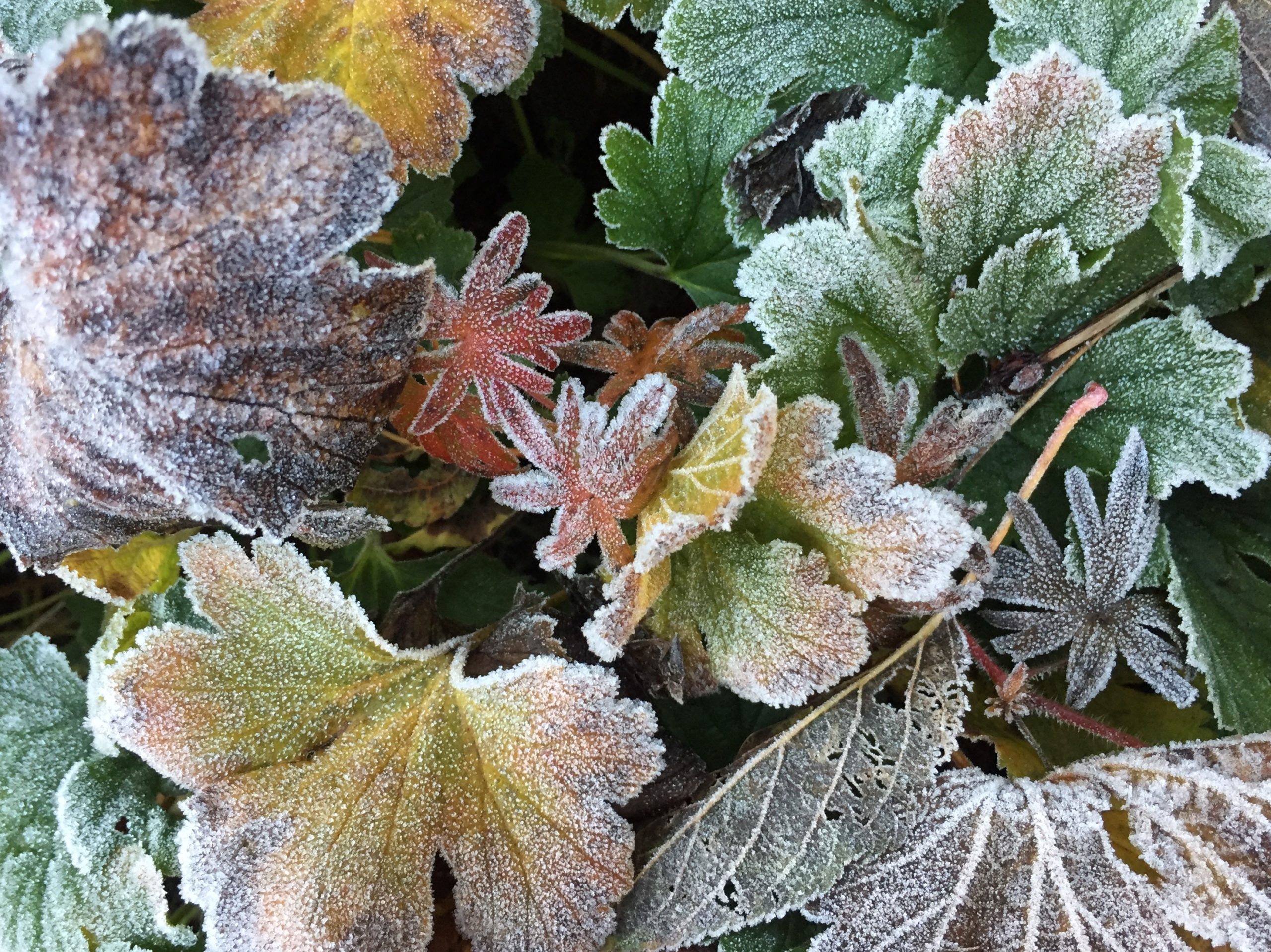 Foto van de Maand januari 