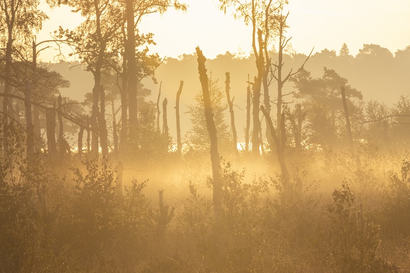 Grenspark De Zoom-Kalmthoutse Heide