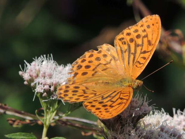 Natuurrijke Macin bergem