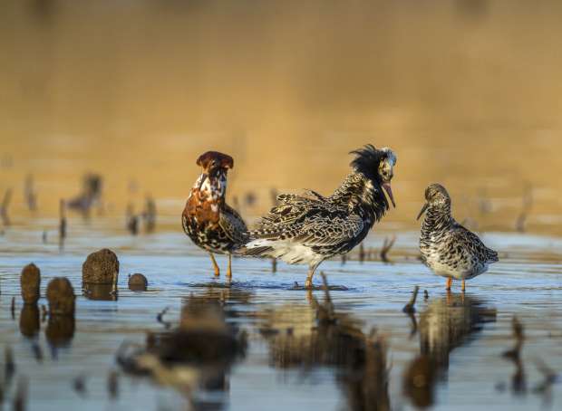 April excursie naar de Marker Wadden