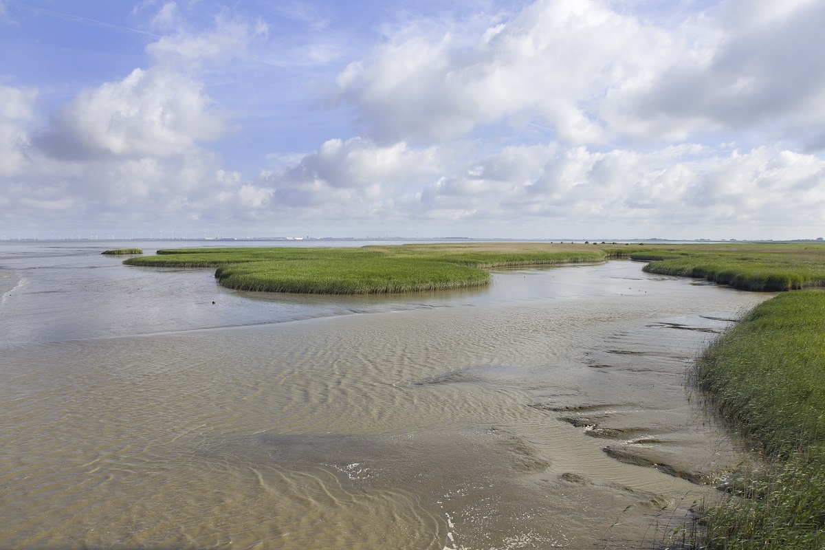 WaddenExpress