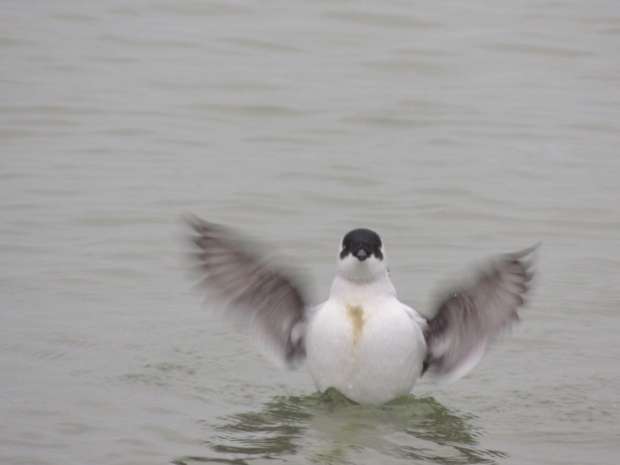 Mini pinguïn