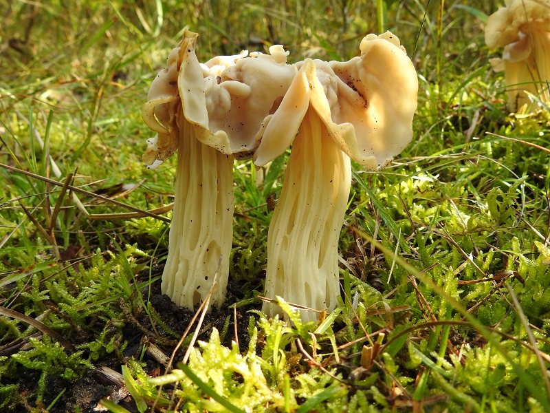 Paddenstoelen - witte kluifzwam