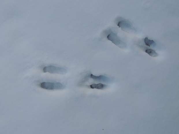 Diersporen in de sneeuw