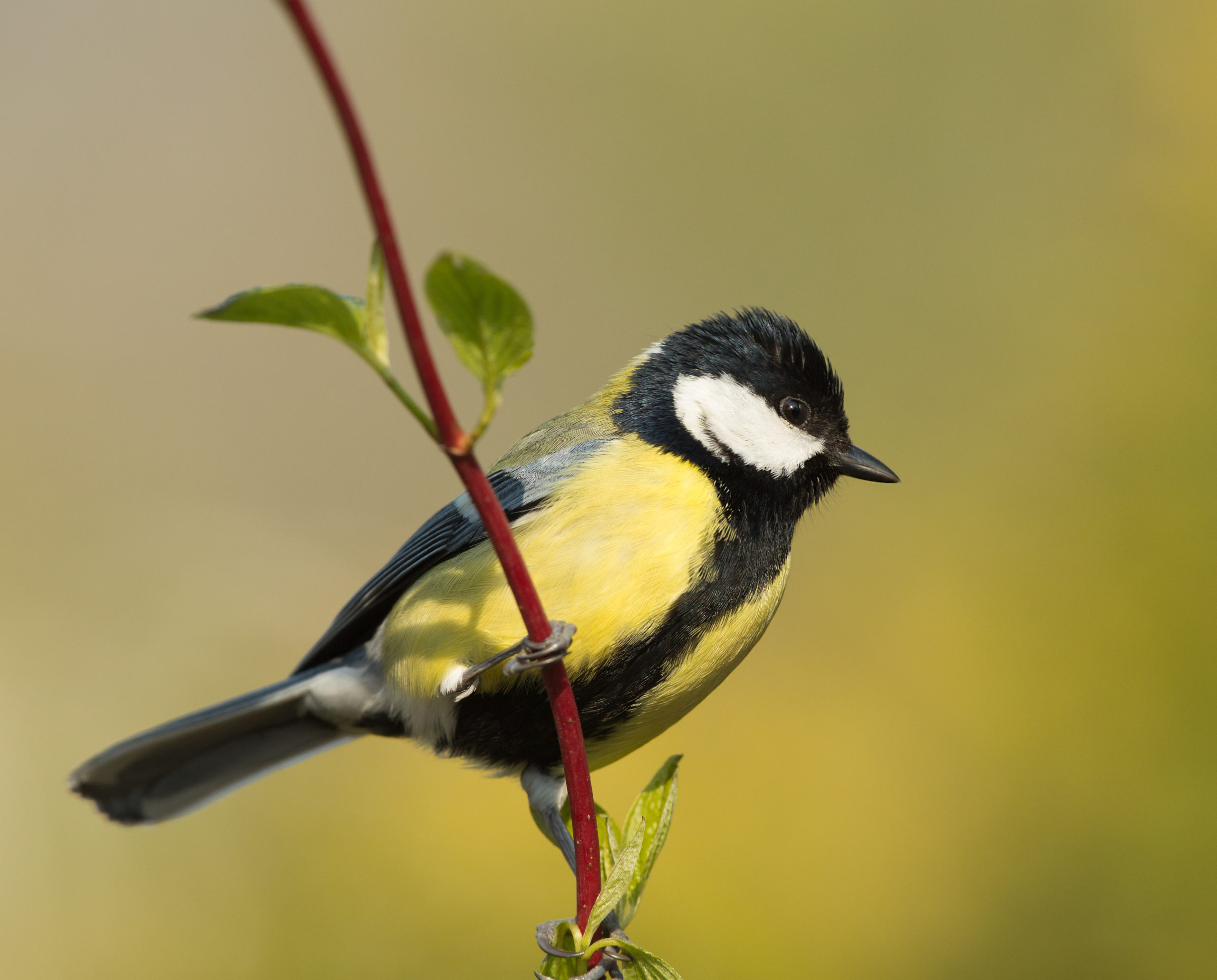 De 10 meest voorkomende vogels in Nederland