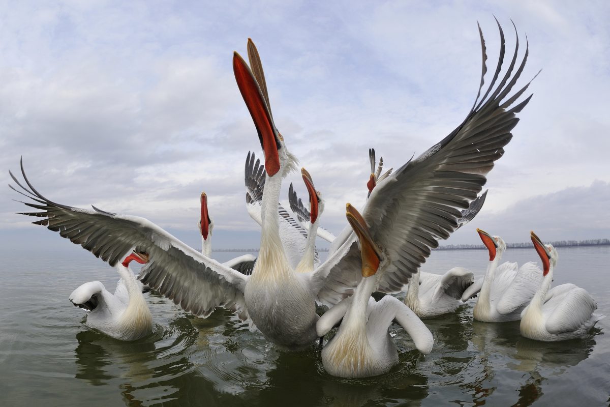 10 vogels grootste spanwijdte