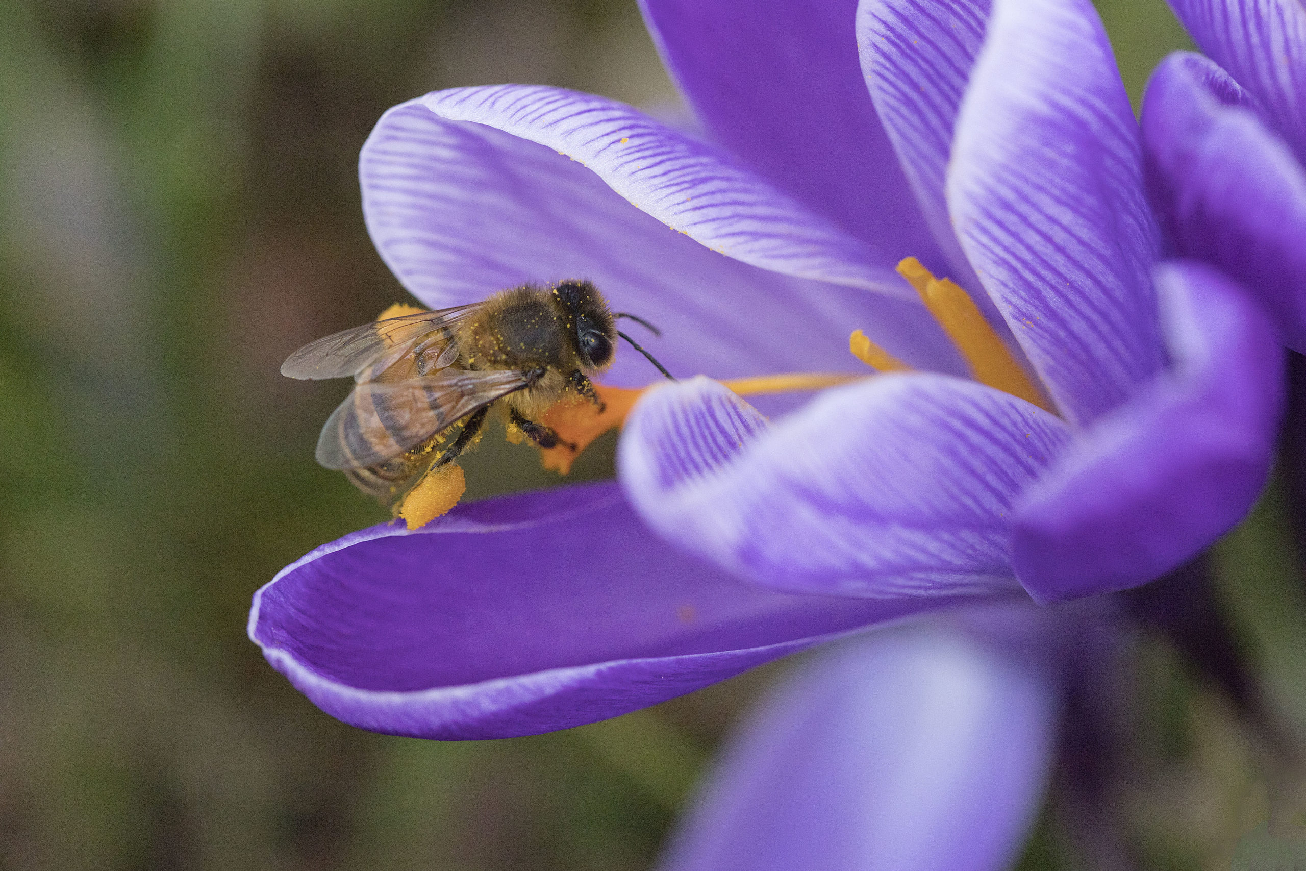 Frans Buissink over de echte wilde krokus - rootsmagazine.nl, image size:2560x1707