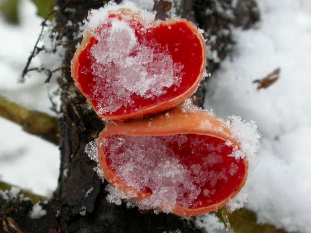Rode spetter in de sneeuw