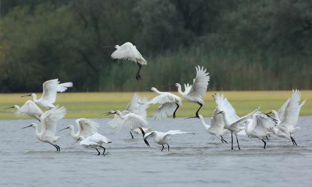 Kom naar het Roots Vogelfestival