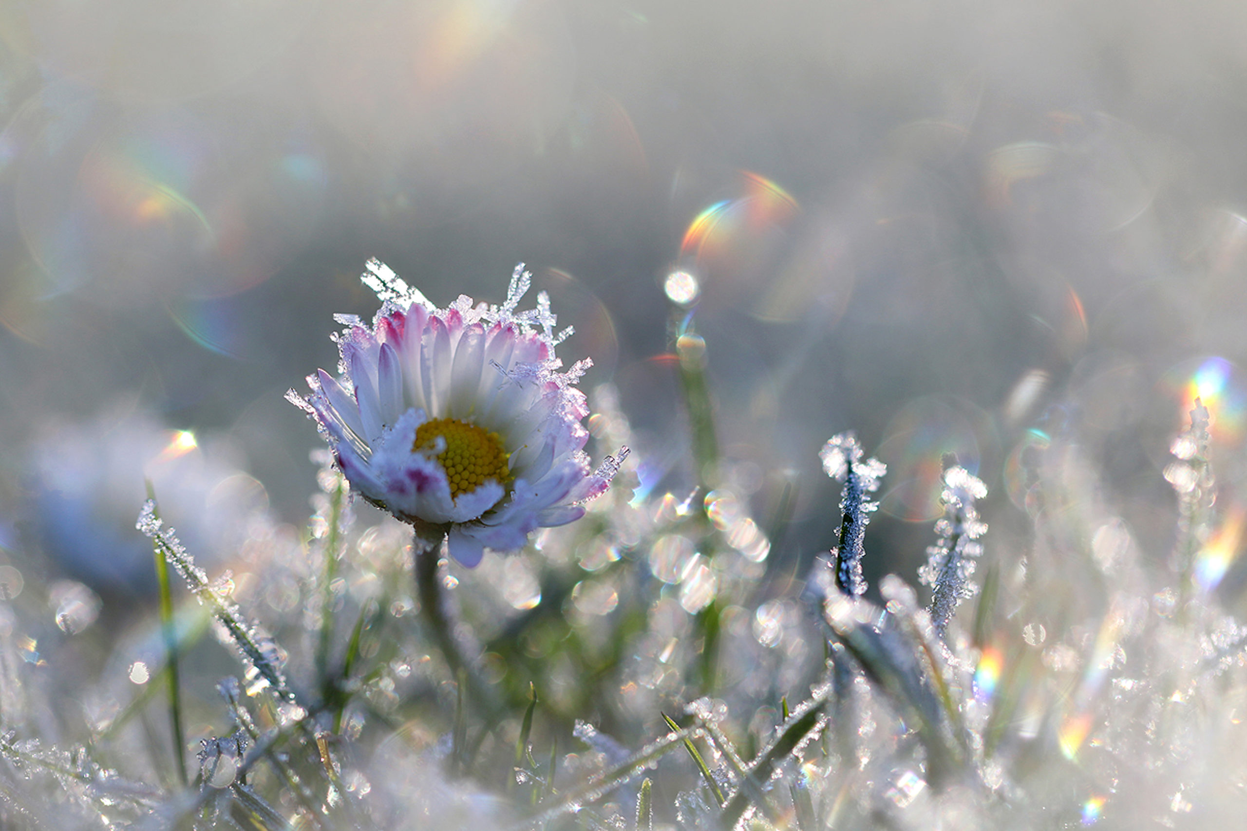 Foto van de Maand januari 