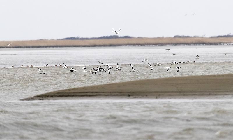 Duinen van Goeree