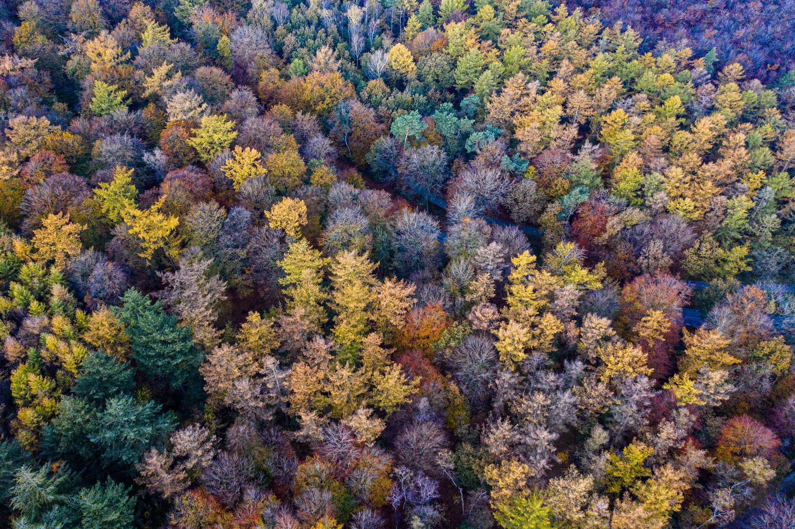 soorten bomen