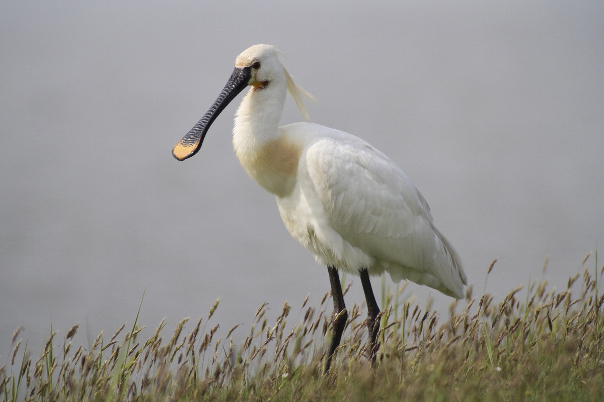 phonescoping