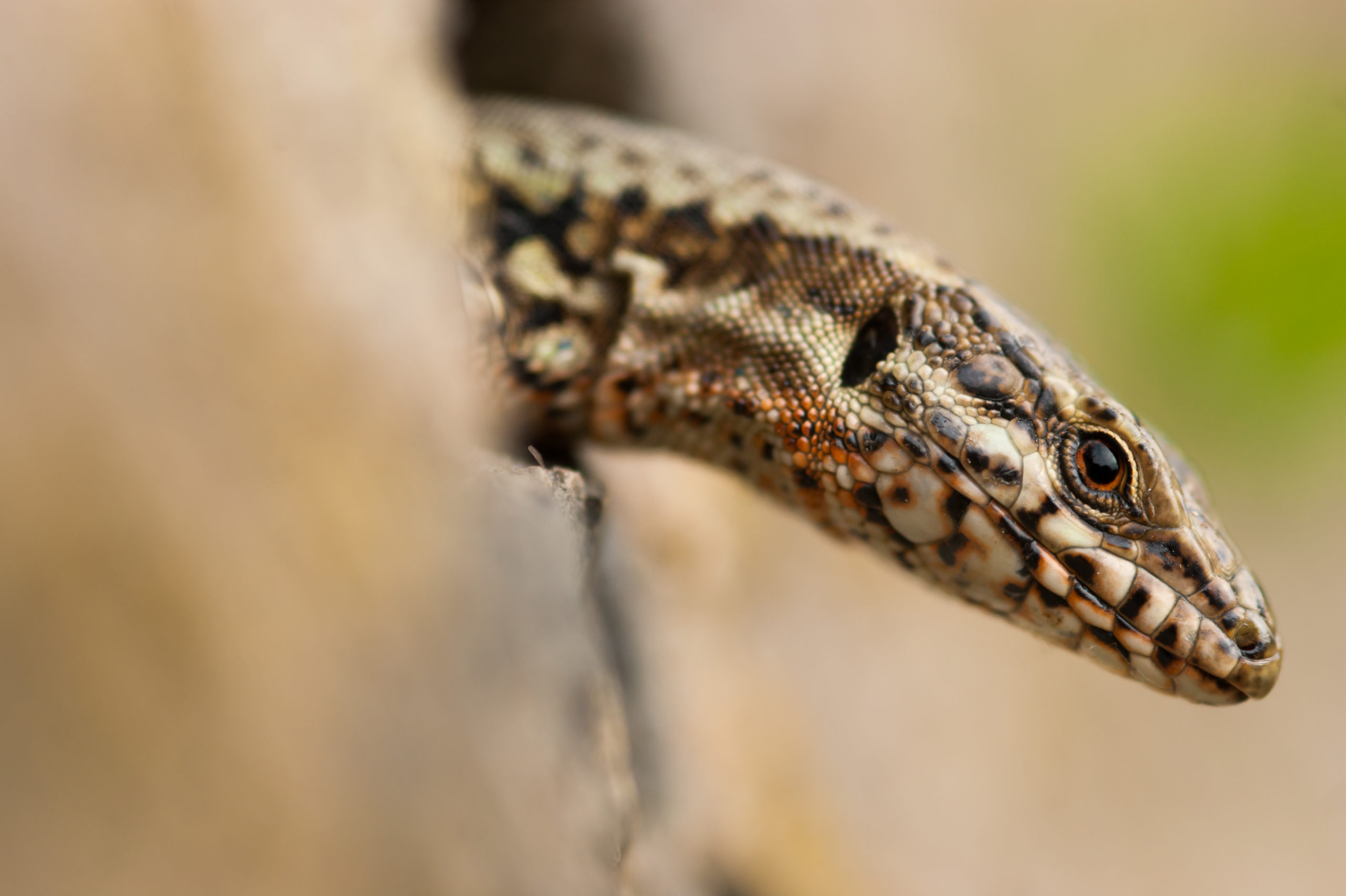 meest zeldzame reptiel Nederland - Roots magazine