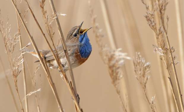 Op zoek naar de blauwborst