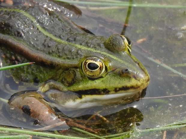 Kwakende groene kikkers