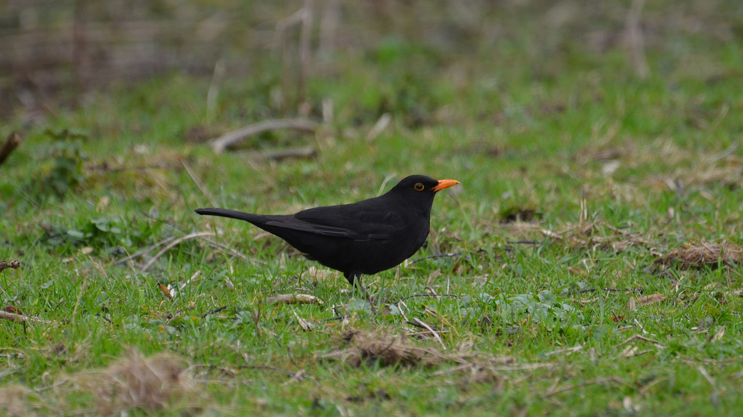 De top 10 meest voorkomende vogels in Nederland