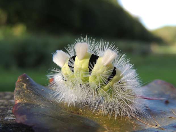 Bijzondere landgenootjes