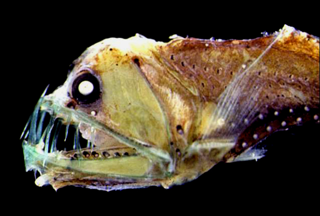 De 10 meest afschrikwekkende vissen