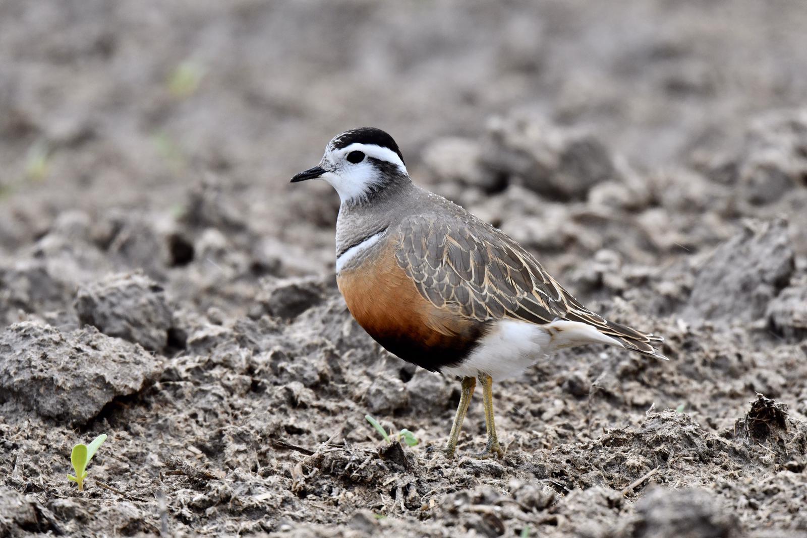 120 vogelsoorten op Texel